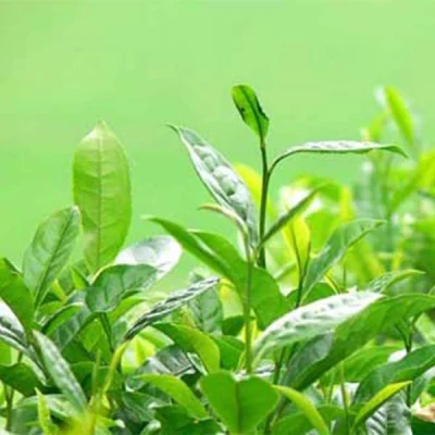 Extrait de thé vert pour la perte de poids utilisé dans les aliments sains