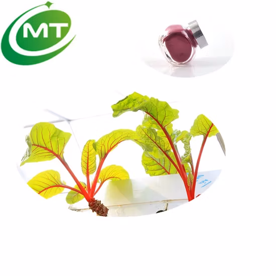 Poudre d'extrait de racine de betterave rouge, fruits et légumes naturels, prix d'usine, vente en gros
